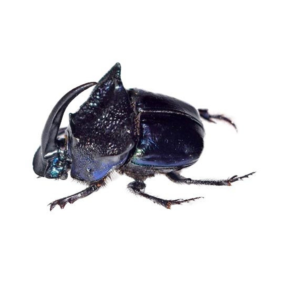 Phanaeus Quadridens MALE Blue Purple Scarab Beetle Guatemala
