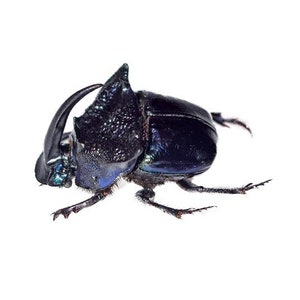 Phanaeus quadridens male blue horned rhinoceros scarab dung beetle Guatemala pinned