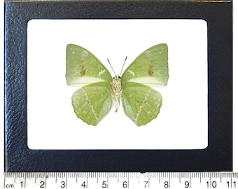 Charaxes subornatus eupale butterfly green verso Africa