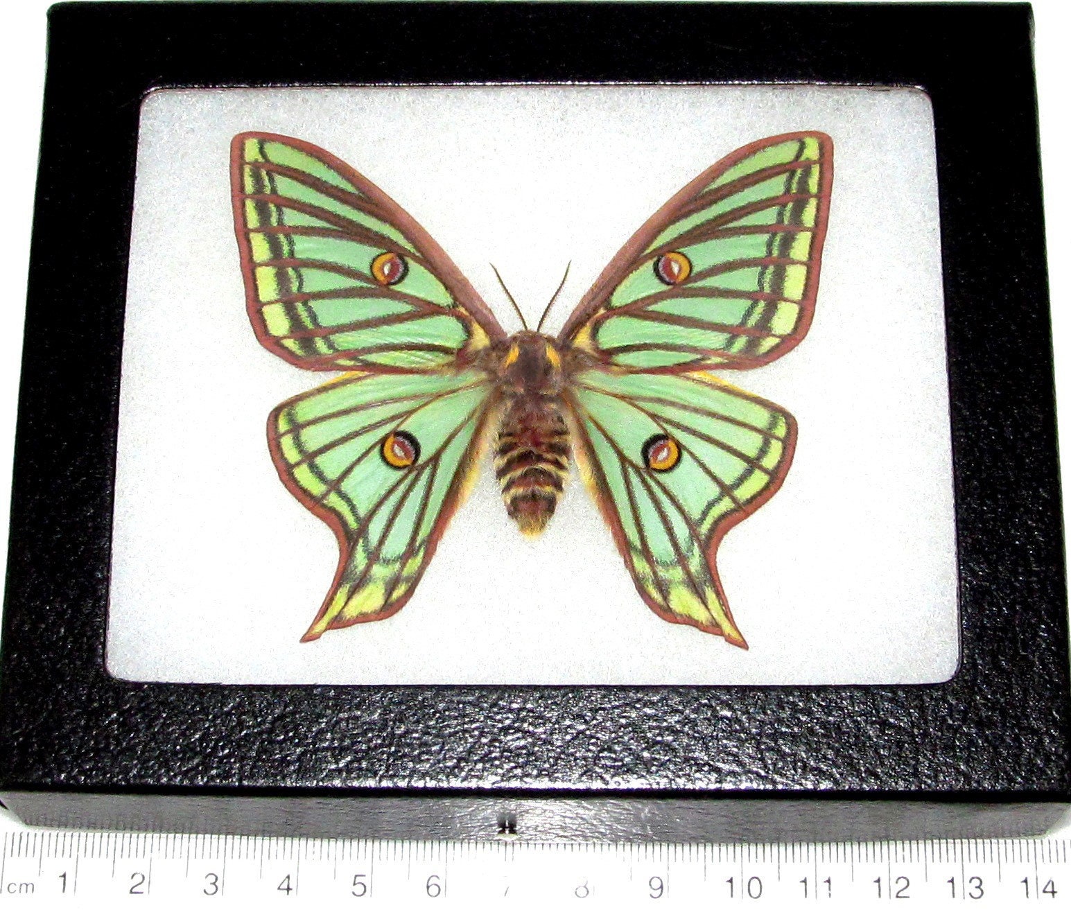 Graellsia Isabellae Female Real Framed Spanish Moon Moth Luna Etsy