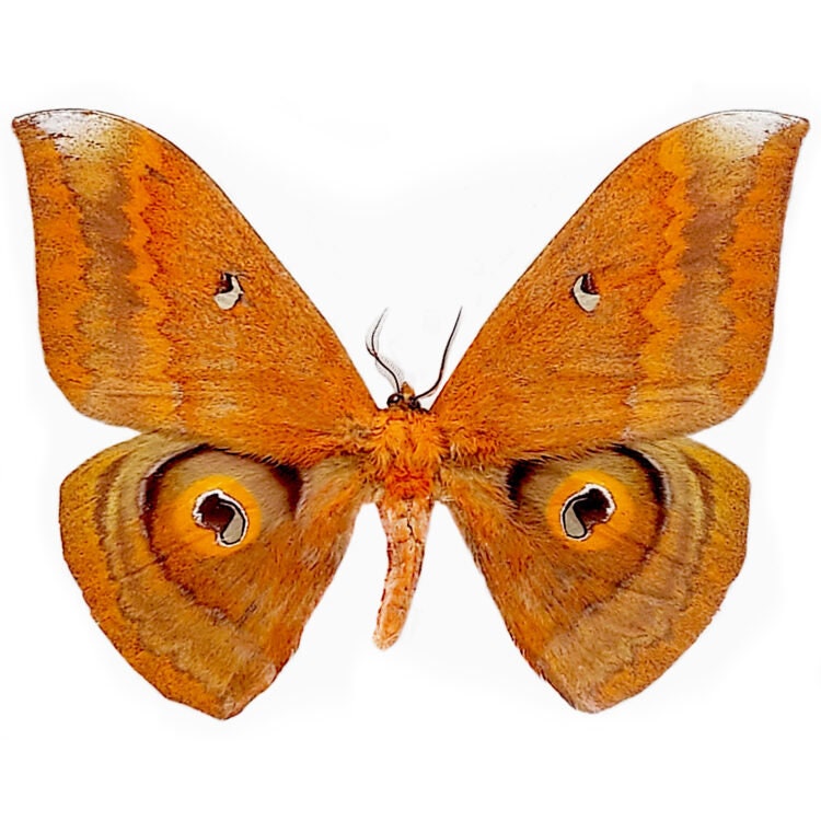 Salassa Thespis Orange Saturn Moth Thailand - Etsy