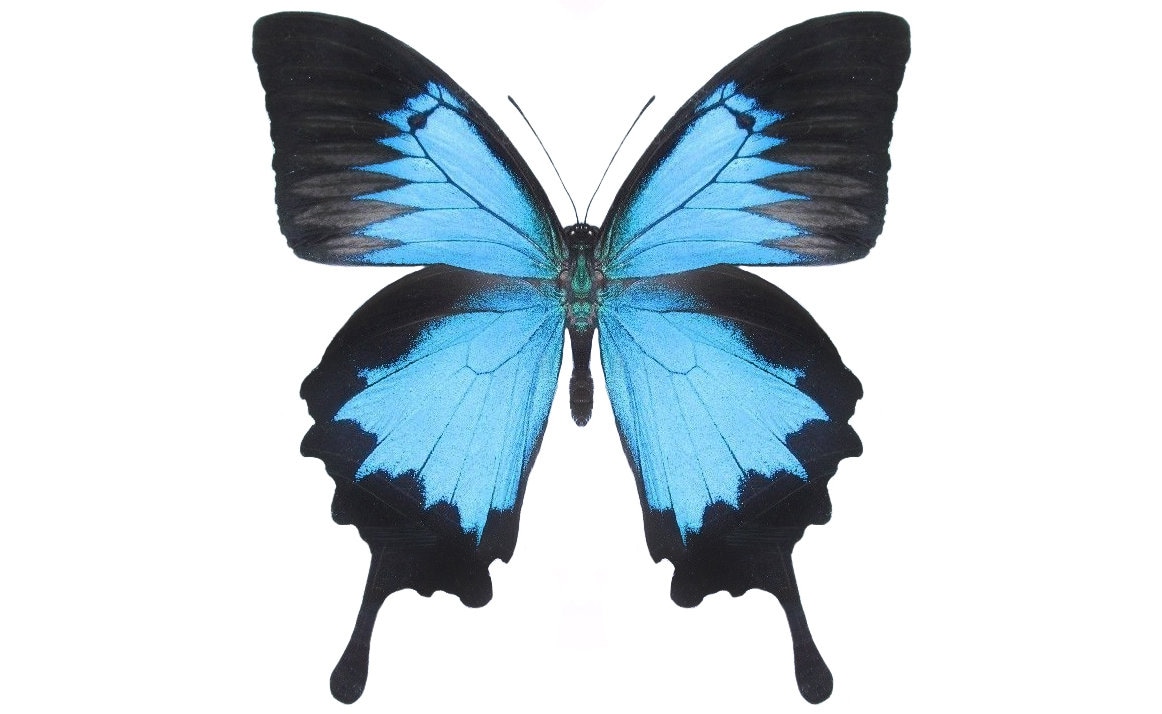 Papilio ulysses swallowtail blue black butterfly Indonesia