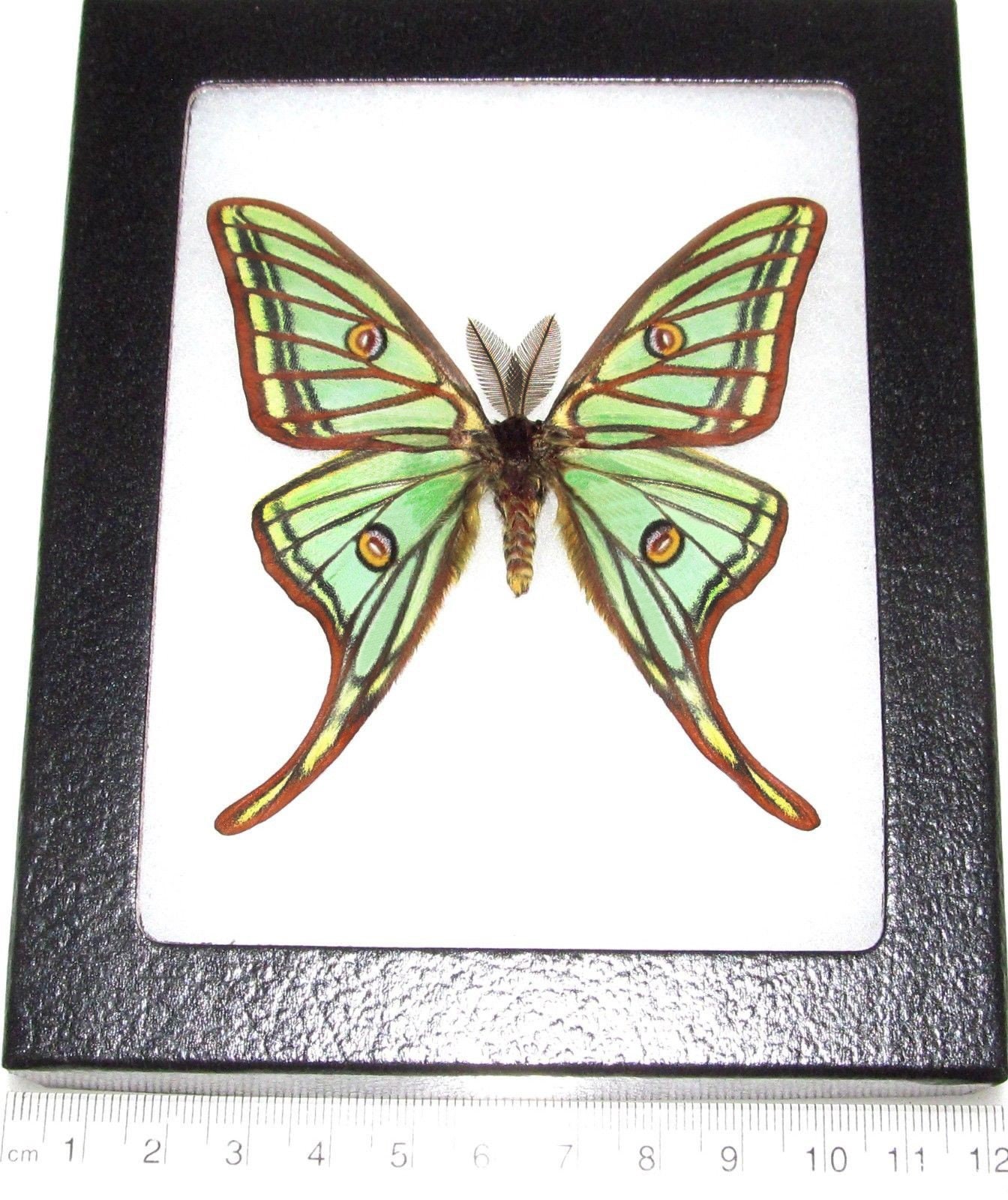 Graellsia Isabellae Male Framed Spanish Moon Moth Luna Spain Etsy