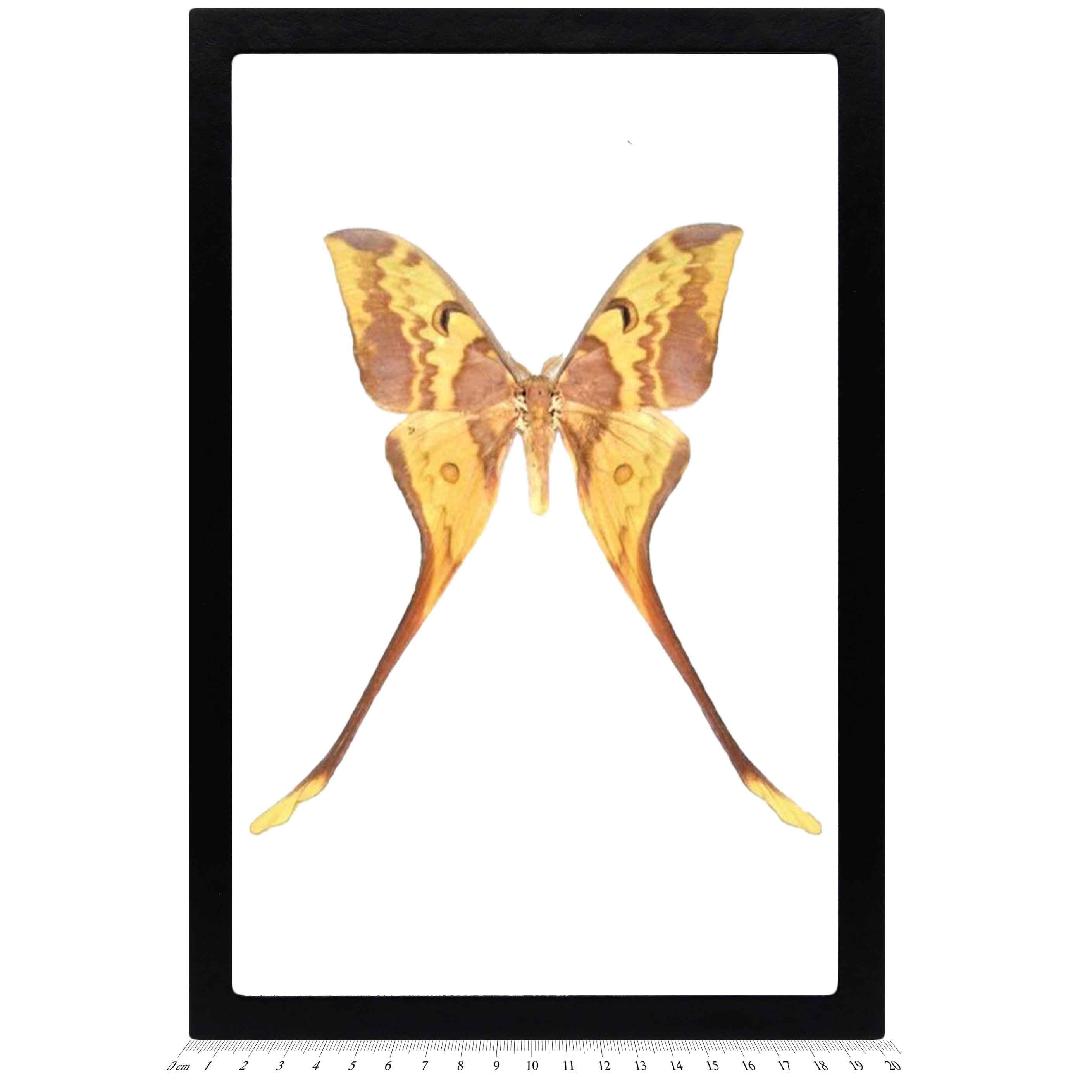 Actias maenas 展翅標本東南アジアのヤママユガ 昆虫標本 - moon