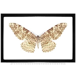 Thysania agrippina white witch moth Peru