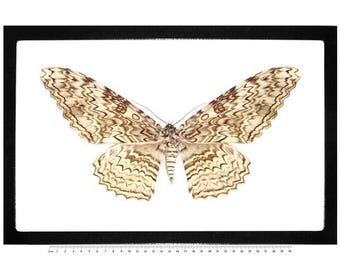Thysania agrippina white witch moth Peru
