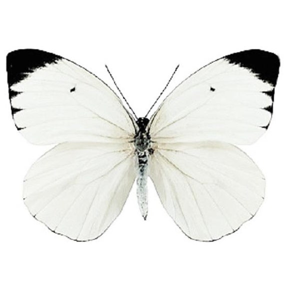 Ascia buniae black white butterfly Peru