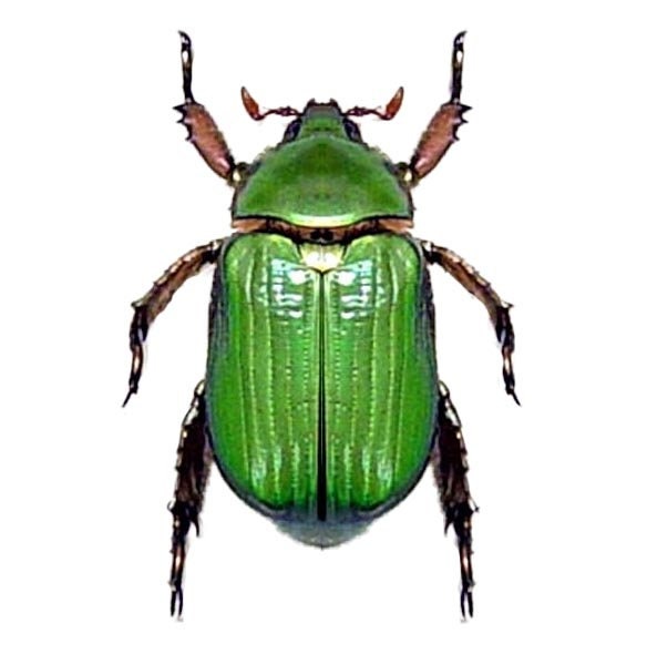 Chrysina Lacontei One REAL Green Scarab Beetle Arizona USA Etsy