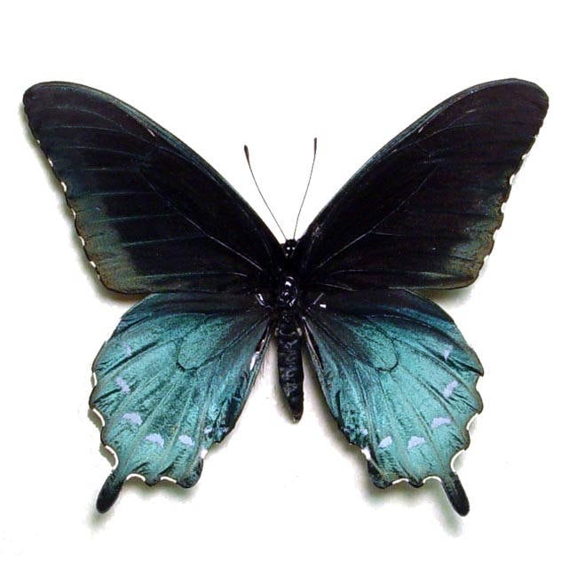 Battus philenor pipevine swallowtail blue butterfly Arizona