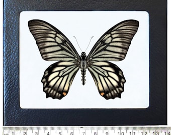 Chilasa veiovis black white striped butterfly Indonesia