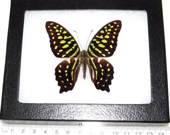 Real framed butterfly green Graphium agamemnon Malaysia