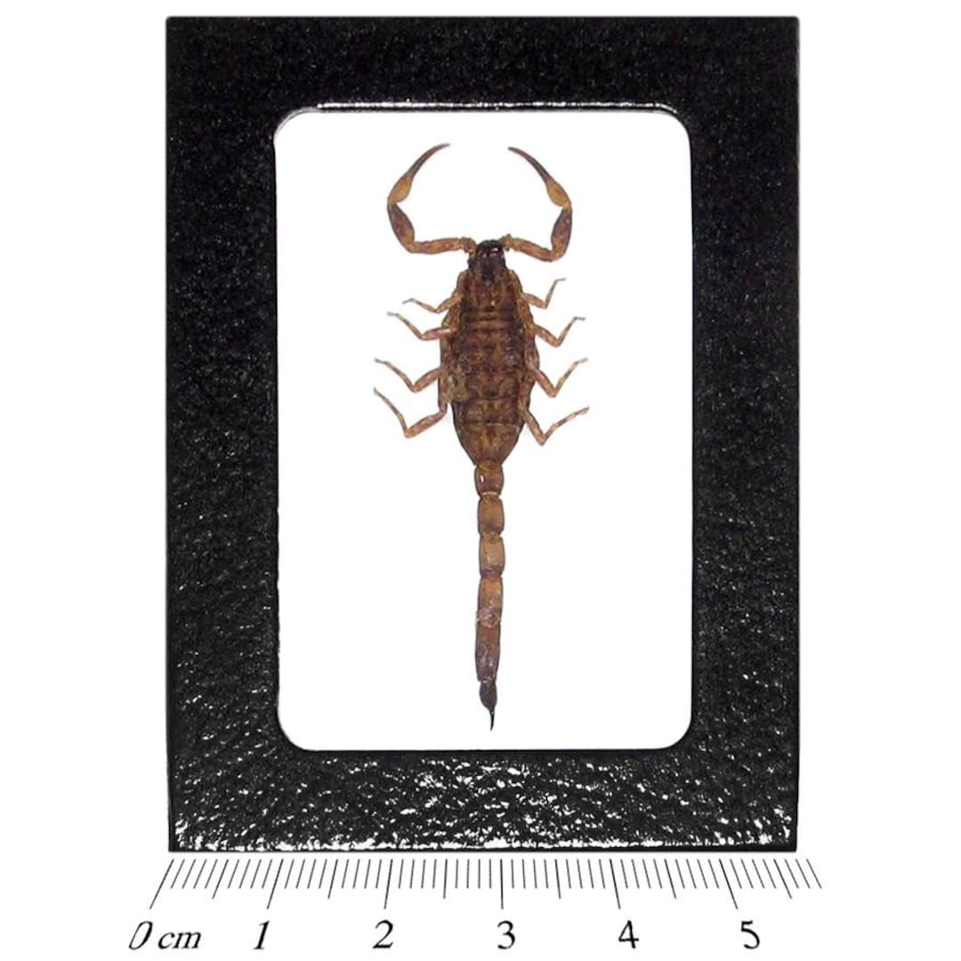 Mesobuthus Martensii Gold Scorpion China - Etsy