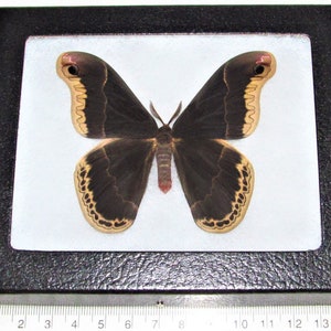 Callosamia promethea male ONE real saturn moth USA