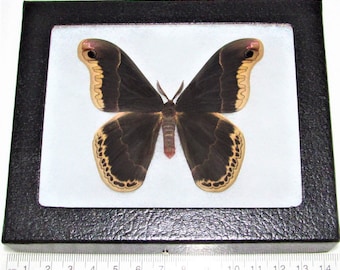 Callosamia promethea MALE saturn moth USA