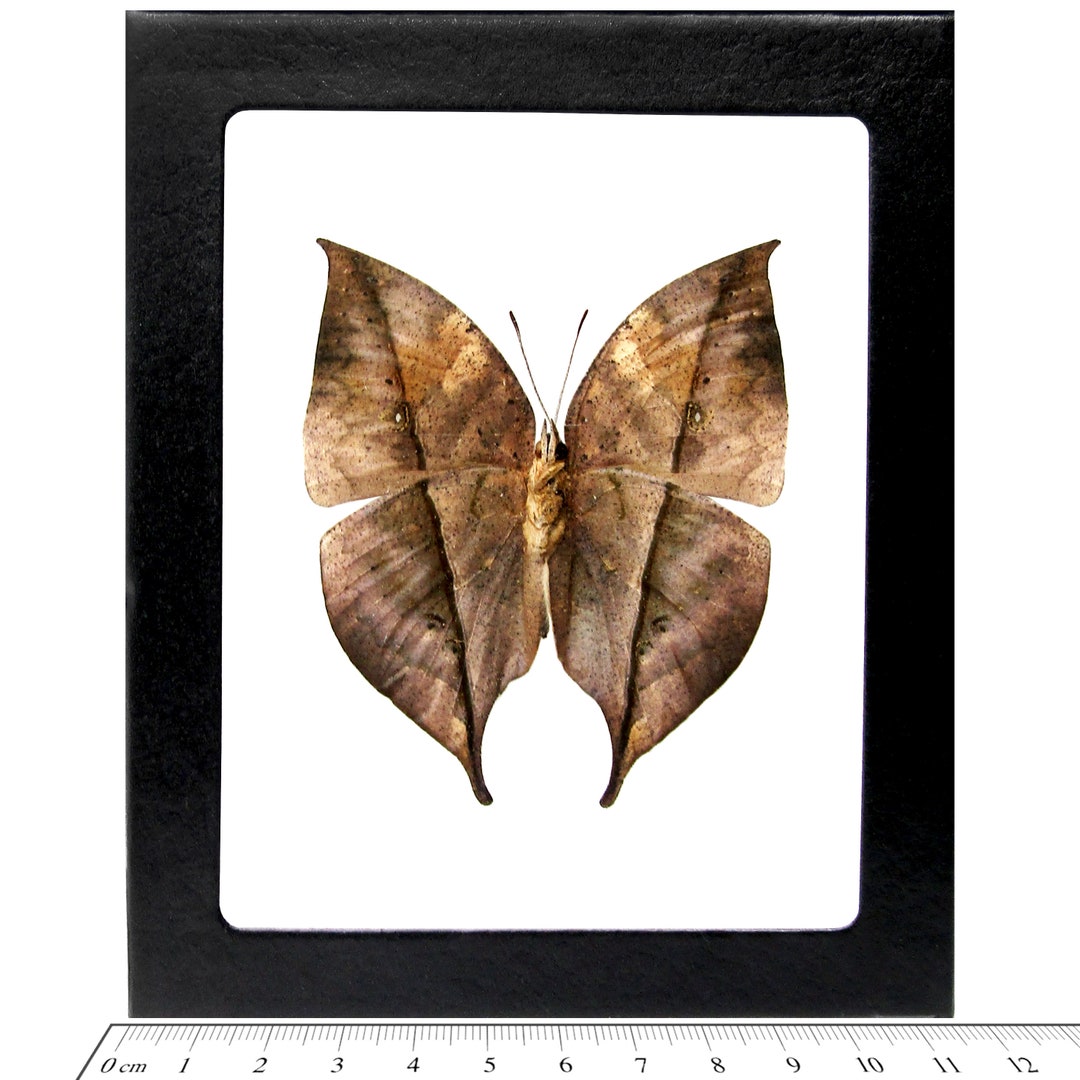 Kallima Inachus One Real Butterfly Leaf Mimic Verso Indonesia - Etsy