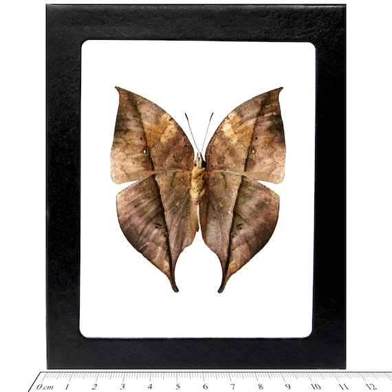Kallima inachus One Real Butterfly leaf mimic verso Indonesia