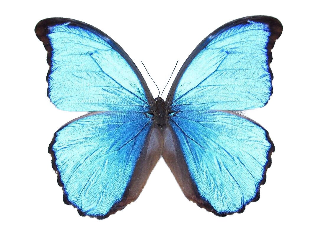 Morpho didius ONE Real Butterfly Blue Peru