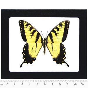 Papilio glaucus MALE yellow black striped swallowtail butterfly Indiana