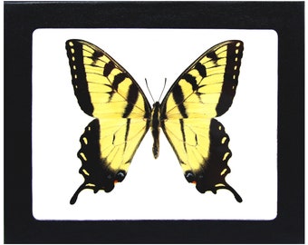Papilio glaucus MALE yellow black striped swallowtail butterfly Indiana