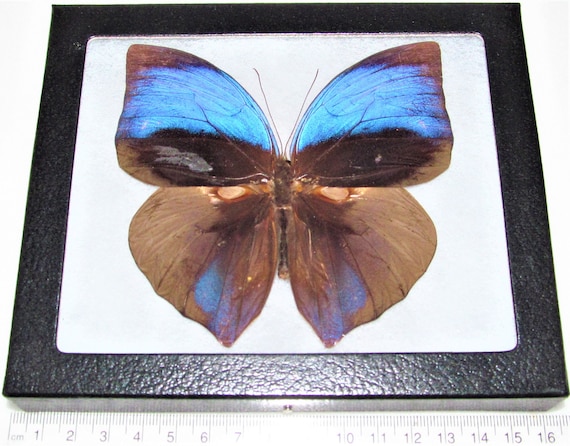 REAL FRAMED BUTTERFLY BLUE MADAGASCAR PRECIS RHADAMA BUCKEYE
