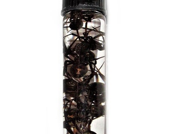 Wet Specimen Lot of 10 wholesale REAL Arizona Southern Black Widow Spiders Preserved in Glass Vial Taxidermy Entomology 2.5in vial