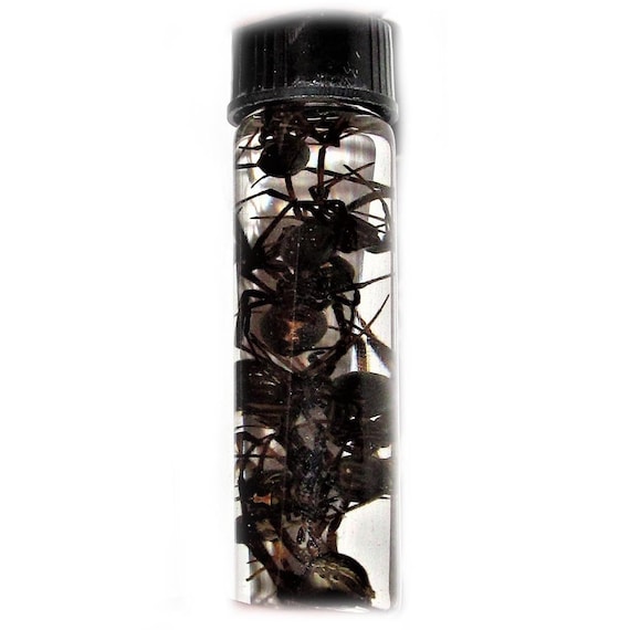 Wet Specimen Lot of 10 Craft Grade REAL Arizona Southern Black Widow  Spiders Preserved in Glass Vial Taxidermy Entomology 2.5in Vial - Etsy