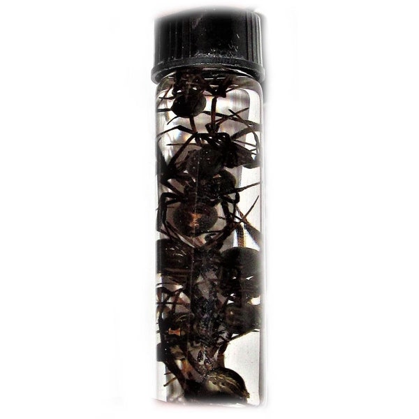 Wet Specimen Lot of 10 wholesale REAL Arizona Southern Black Widow Spiders Preserved in Glass Vial Taxidermy Entomology 2.5in vial