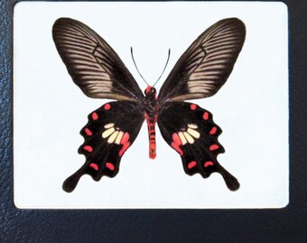 Pachliopta aristolochiae pink red black butterfly verso Malaysia