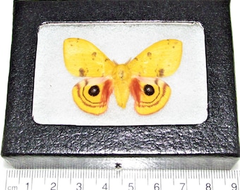 Automeris io male saturn moth yellow saturniidae Indiana