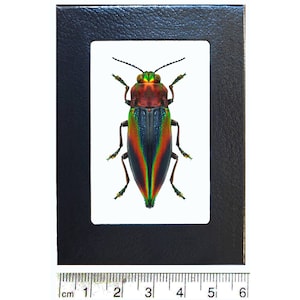 May include: A framed specimen of a jewel beetle with iridescent green, blue, red, and black wings. The beetle is approximately 4 cm long and is displayed on a white background.