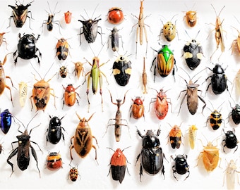 Assorted beetles bugs insects Wholesale Mix Lot Collection