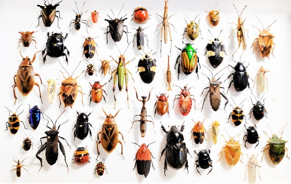 Assorted Beetles Bugs Insects Wholesale Mix Lot Collection Choose 1, 5, 10,  or 50 Pieces 