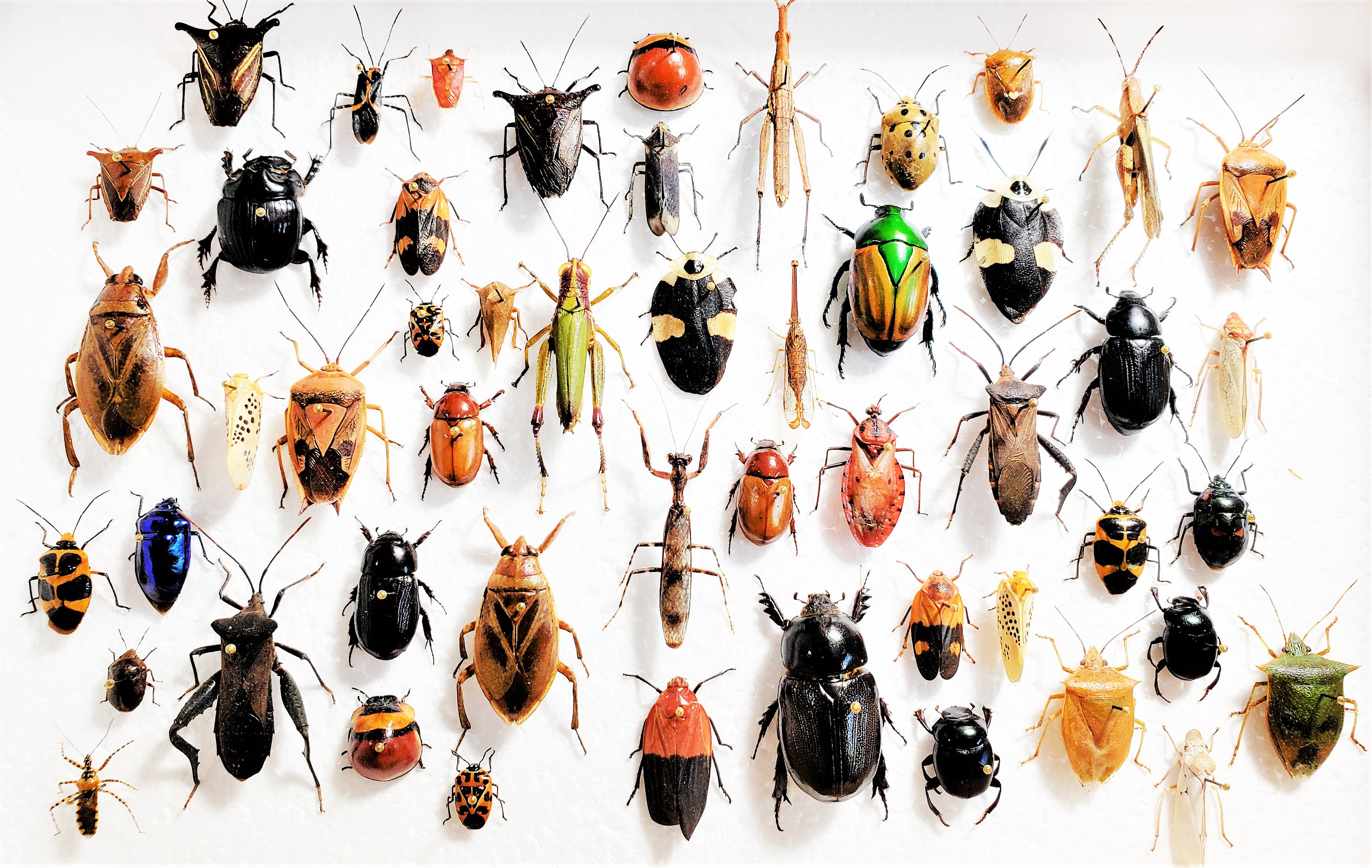 Assorted Beetles Bugs Insects Wholesale Mix Lot Collection - Etsy