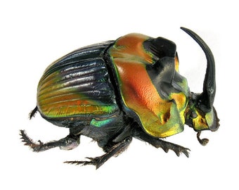 標本 Phanaeus gatemalaensis 23-26mm Pack of 4 Scarab Beetles ( 2male/2female) Phanaeus Vindex 20/25mm