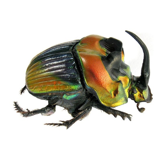 Phanaeus Imperator MALE Red Orange Green Rhinoceros Scarab Dung