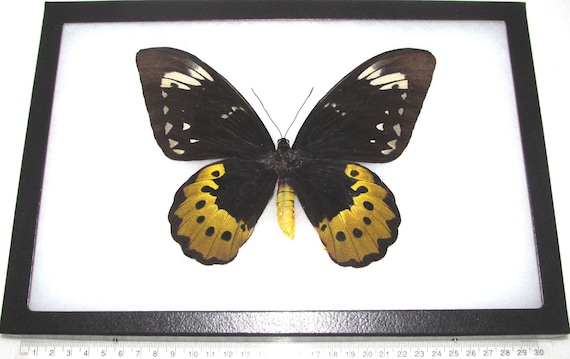 Ornithoptera Goliath Supremus FEMALE Birdwing Black Gold Butterfly