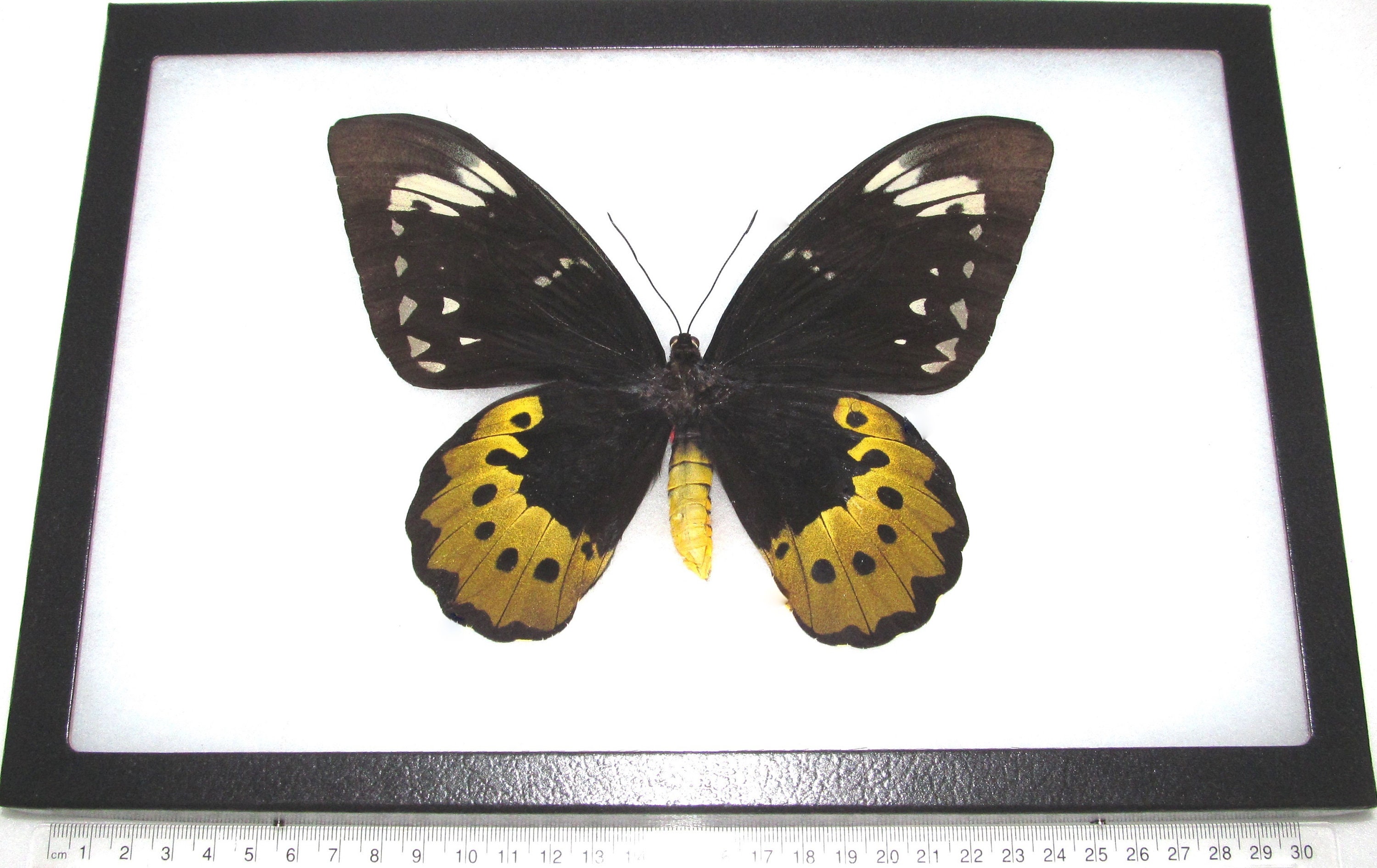 Ornithoptera Goliath Supremus FEMALE Birdwing Black Gold Butterfly