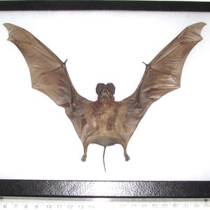 Otomops formosus horseshoe bat Indonesia