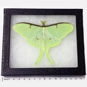 lunesta price united states