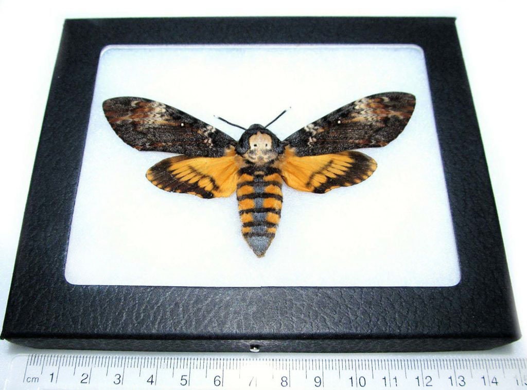 Real silence of the lambs acherontia atropos death's head moth fr…