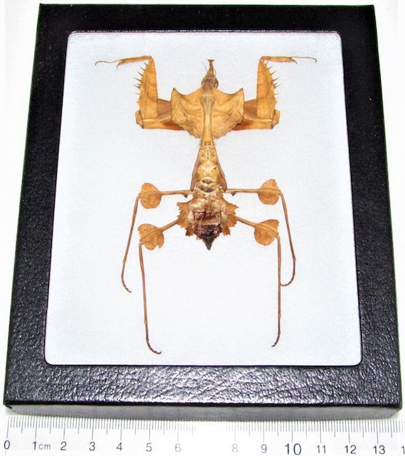 【aviso gold】PRAYING MANTIS 5'6 TINT Stained Glass Praying Mantis Incect Suncatcher Window Wall