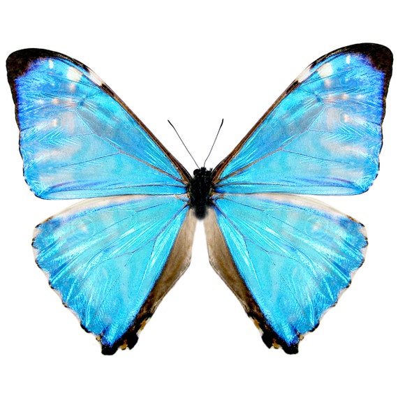 Morpho zephyritis blue butterfly Peru - Etsy 日本