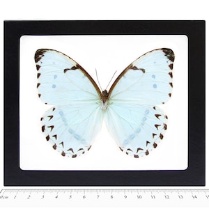 Morpho catenarius catenaria white blue butterfly Argentina