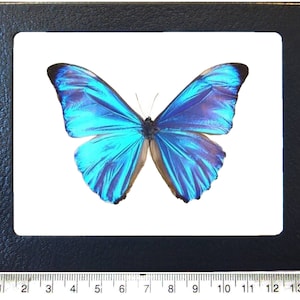 Real Butterflies Peru - Etsy - Page 8