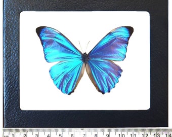 Morpho aurora ONE Real Butterfly Blue Peru