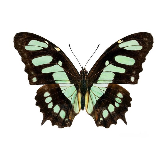 LOT OF 10 REAL BUTTERFLY GREEN SIPROETA STELENES MALACHITE WINGS CLOSED