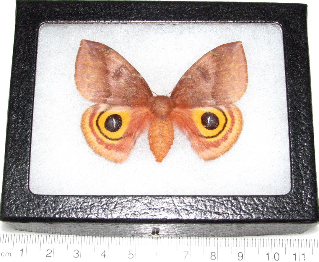 Automeris Io Female One Real Saturn Moth Pink Orange Saturniidae ...