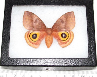 Automeris io female One Real saturn moth pink orange saturniidae Indiana