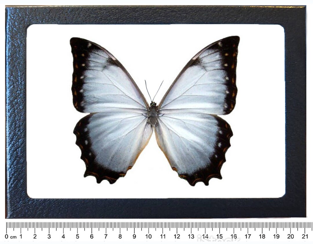 Morpho Juturna Light Blue Purple Butterfly Costa Rica RARE - Etsy