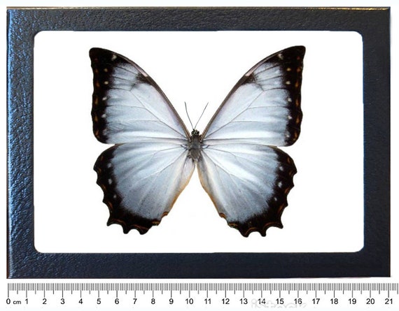 Morpho Juturna Light Blue Purple Butterfly Costa Rica RARE - Etsy